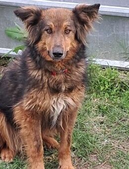 🌞 Ruhiger Zorba sucht dein Herz! 💖 - Eislingen (Fils)