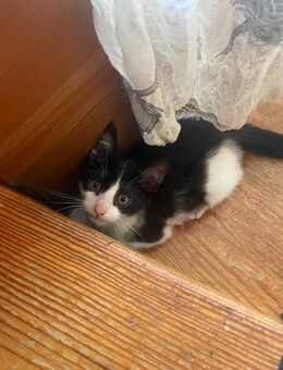 Hauskatzen suchen neues zuhause - Hechthausen