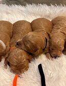 Maltipoo welpen in 26802