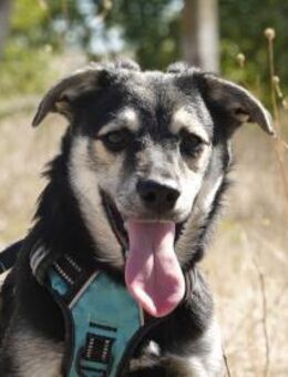 Kleiner Vince sucht neuen Wirkungskreis - Kleinostheim