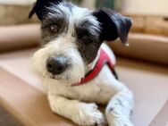 Süße Daisy sucht ihr eigenes Körbchen - Dittelbrunn