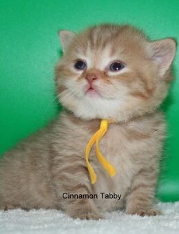 Das BESONDERE !! Britisch Kurzhaar Babys in Chocolate-Tabby u. Cinnamon Tabby !! - Köln