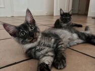 Maine Coon kitten - Marne