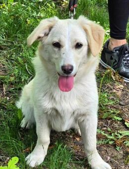 Freundliche verspielte EMMA 🐾🐾♥️ - München