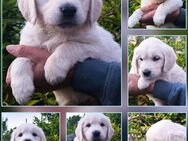 Traumhaft schöne Golden Retriever Welpen - Edersleben
