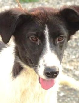 Zuckerschnute PEGGY - Gefrees