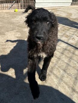 Flynn 💗offener, verspielter Hundejunge - Hamburg
