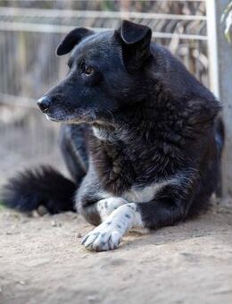 schüchterner, wunderschöner Coraj - Kallmünz