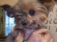 Mausi 6-jährige Yorkshire Terrier sucht - Kassel