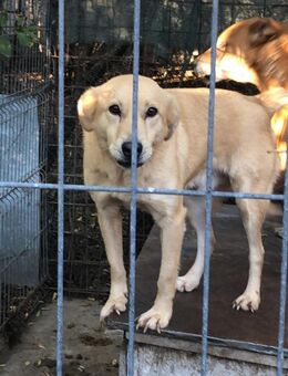 Diego ein Traum von Hund - Schlitz