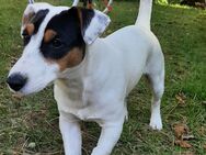 Jack Russell Terrier Deckrüde - Sülfeld