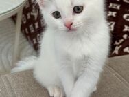 BKH Mix Kater 3 Monate alt - Frankfurt (Main) Niederrad