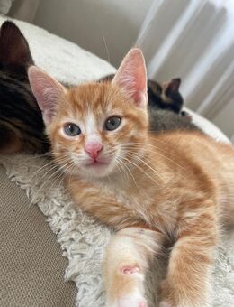 Kitten - Morsbach