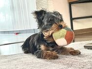 Yorkshire Terrier - Wendelstein