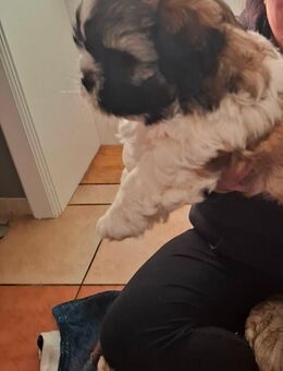 Shih tzu welpen - Seehausen (Altmark, Hansestadt)