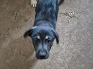 Unsere vier Terriermischlingswelpen Tara, Maggy, Jonny und Willy ca 5 Monate alt und ca 35-45 cm groß - Angern