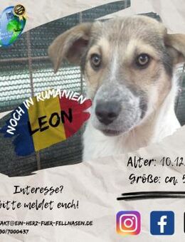 LEON I-möchte ins eigene Zuhause reisen - Waakirchen