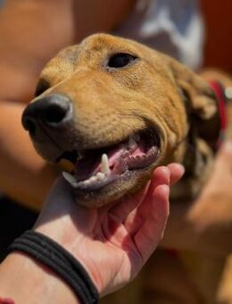 💖Lieber Junghund Teal 💖 - Eislingen (Fils)