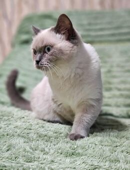 BKH Kitten/Katze Farbe blue-point (Kastriert) - Witten