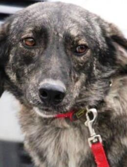 Mali (ca. 55 cm) ist einfach bezaubernd! - Karben