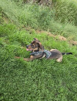 Liebervoller Labradormix sucht ein zu Hause. - Magdeburg