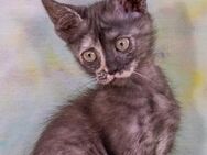 Crubacinha, ein neugieriges Katzenkind - Brunstorf