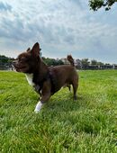 Chihuahua (Deckrüde) – Tyson aus Frankfurt in 60311