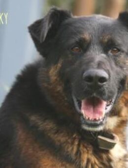 Rocky sucht naturverbundene Familie - Untergruppenbach
