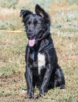 Nova SI Schwarze Schönheit wartet auf - Neustadt (Rübenberge)