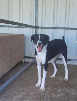 Adam - ein Herz auf vier Pfoten - Schlitz