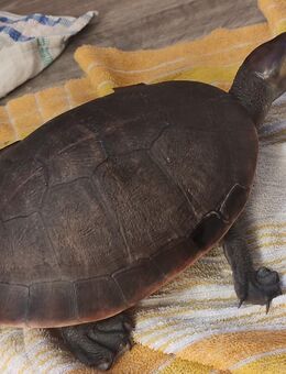 Rotbauch-Spitzkopfschildkröte - Hagenow