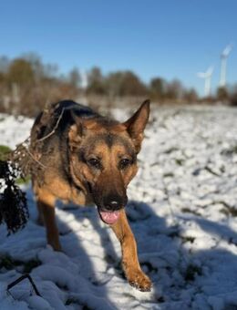 Eva - loyaler Wegbegleiterin - Süderdorf
