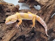 Wunderschöne Leopardgecko Jungtiere 2023 - Jüchen