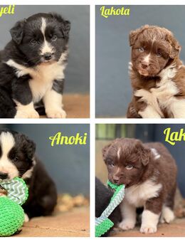 Australian Shepherd Welpen mit ASCA Papieren - Hümmel