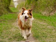 Deckrüden Border Collie und Australian Shepherd - Osterrönfeld