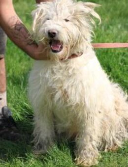 Rohin - sehr zutraulich u. kinderlieb - Lohra