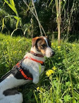 BAMBAM - der Sensible - Langen (Hessen)
