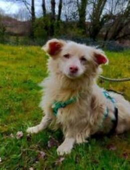 Seniörchen BINO💙 sucht ein Zuhause - Fahrenzhausen
