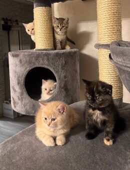 Reinrassige Britische Kurzhaarige Kitten zu verkaufen - Schwabach