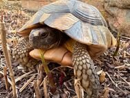 Breitrandschildkröte 10 Jahre alt abzugeben - Cremlingen