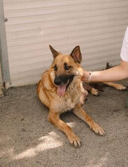 Schäfi-Mix Dame Gaia - Ellerbek