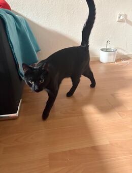 Cookie&Blacky suchen ein neues Zuhause - Wuppertal