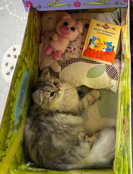 Wunderschöne Jungkatze sucht liebevolles Zuhause - Wermelskirchen
