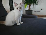 Heilige Birma Kitten in gute Hände abzugeben - Paderborn