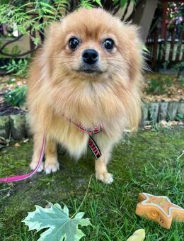 Lilli 1-jährige kleine Pomeranian-Prin - Kassel