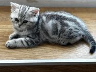 BKH Tabby Kitten sucht ein neues zu Hause - Krefeld