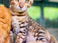 3 süße Bengal Kitten suchen ein liebevolles zu Hause - Chemnitz