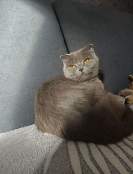 Bkh Katze sucht ein Zuhause - Hamburg