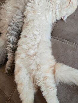 BLH Beige/Weiß kitten - Betzdorf