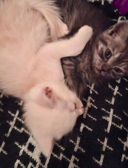 Kitten, Britisch Langhaar und Schildpatt Mix - Allstedt